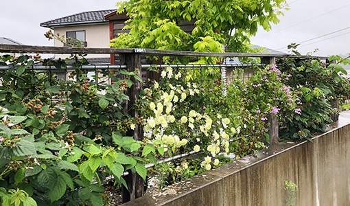 庭に植えられた樹木と草花のイメージ