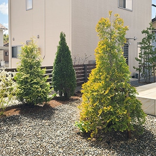 住宅前庭のグラベル花壇に植えた樹高の異なるコニファー