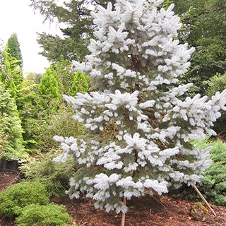 商業施設の看板とトピアリー状に整形したコニファー植栽