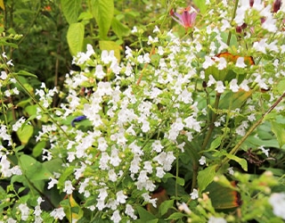 白い小花が密集して咲くカラミンサのようなハーブの草花（嗅覚的な癒し）