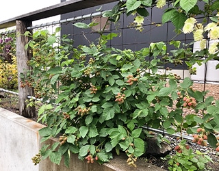 フェンスに沿って実をつけたベリー類の樹木（味覚を楽しむキッチンガーデン）