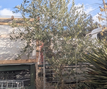 青空を背景にしたオリーブの庭木（適地適木の一例）